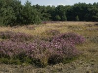 NL, Limburg, Weert, Boshoverheide 5, Saxifraga-Jan van der Straaten